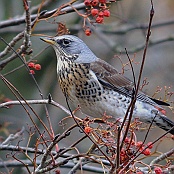 Fieldfare  "Turdus pilaris"